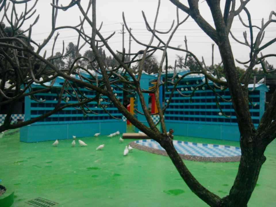 百萬葵園-康輝攝影