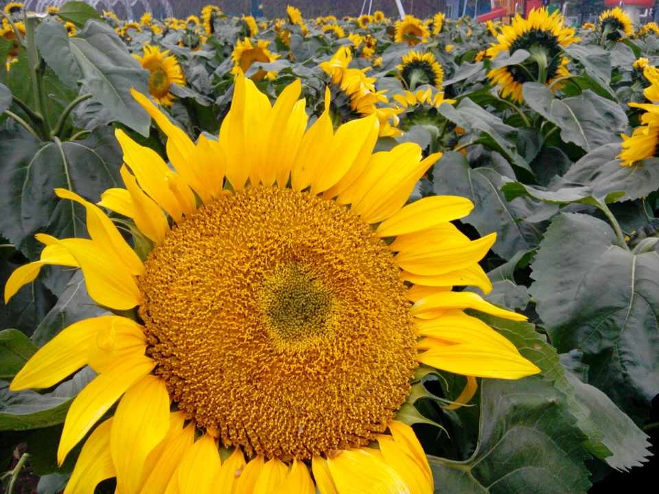 百萬(wàn)葵園\葵花-攝影DJ