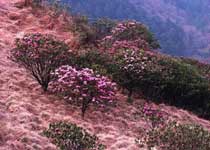 神農(nóng)架杜鵑花節(jié)