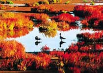 黃河口濕地生態(tài)旅游區(qū)